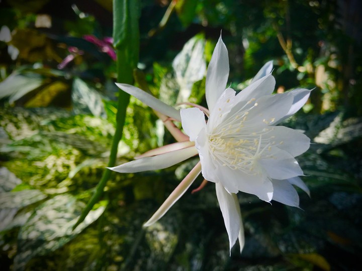 Kadupul Flower