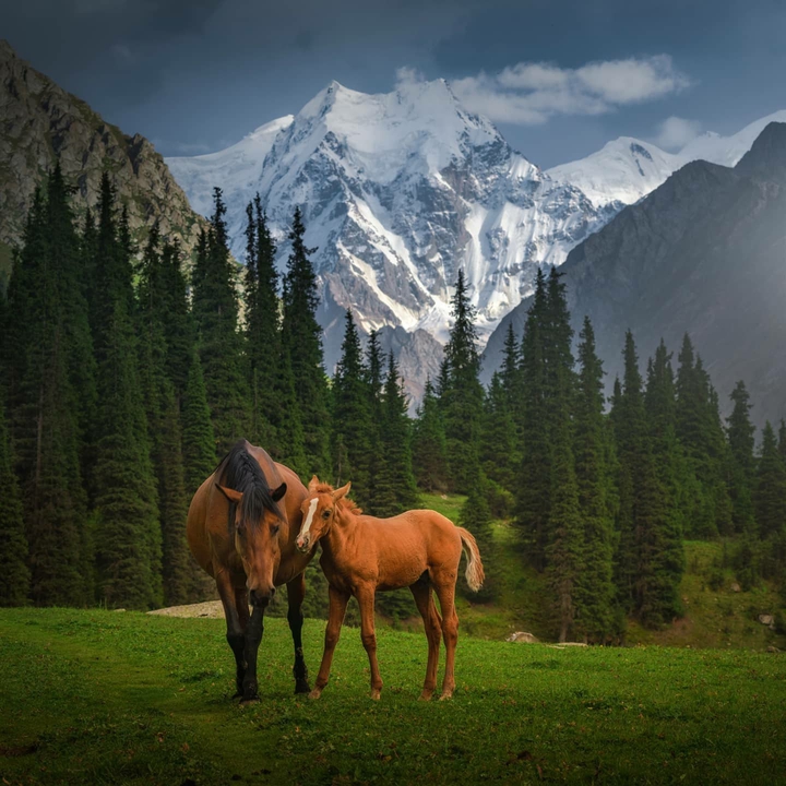 horses