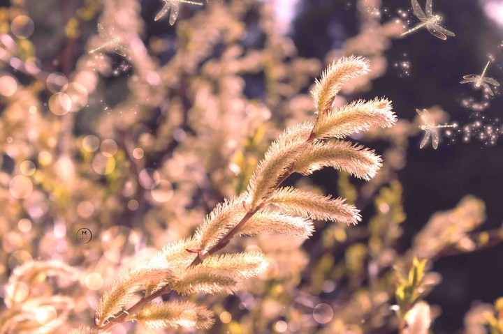 Spring Bugs