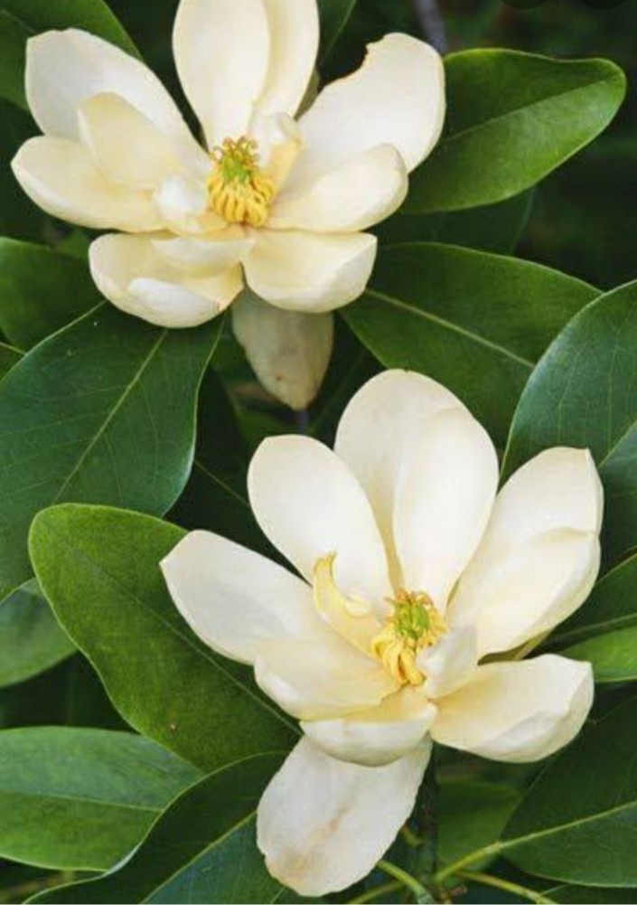 Flor
