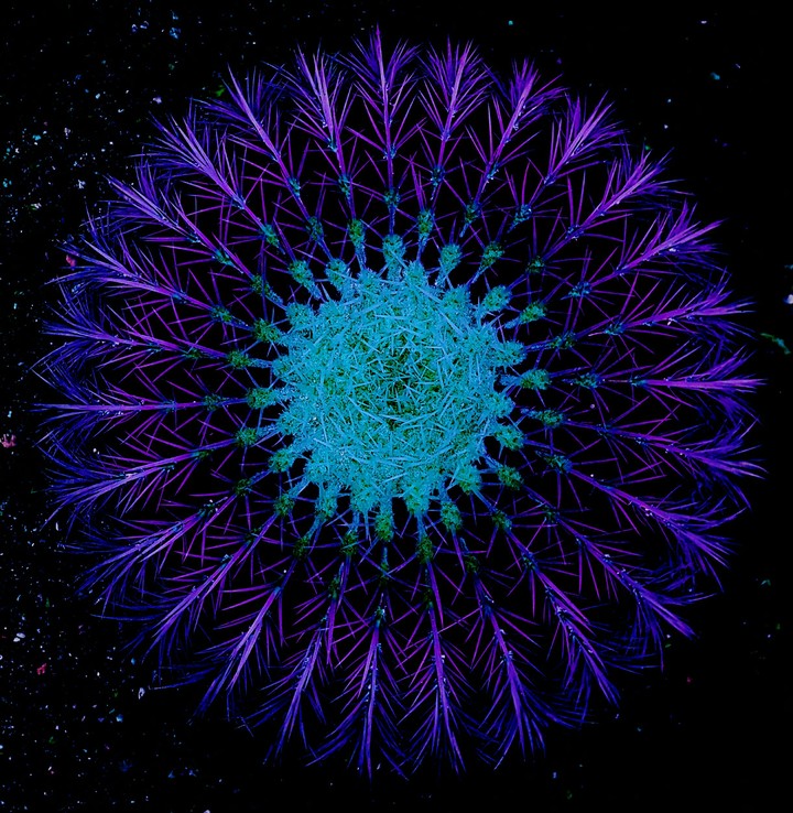 Cosmic Cactus