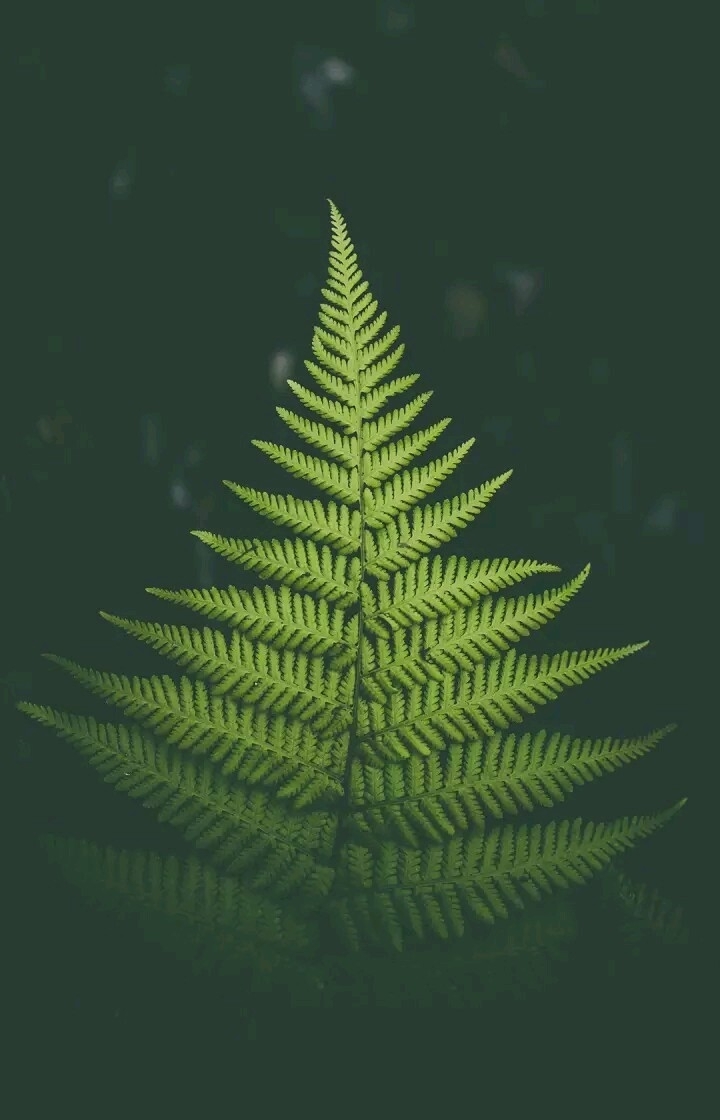 Leaf