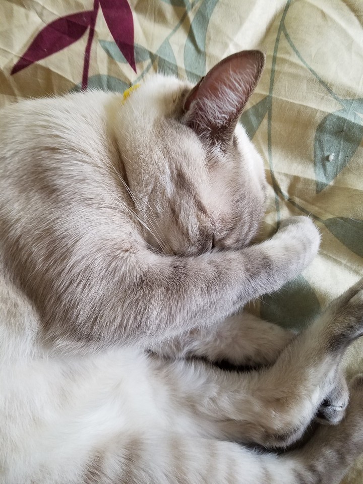 Nina