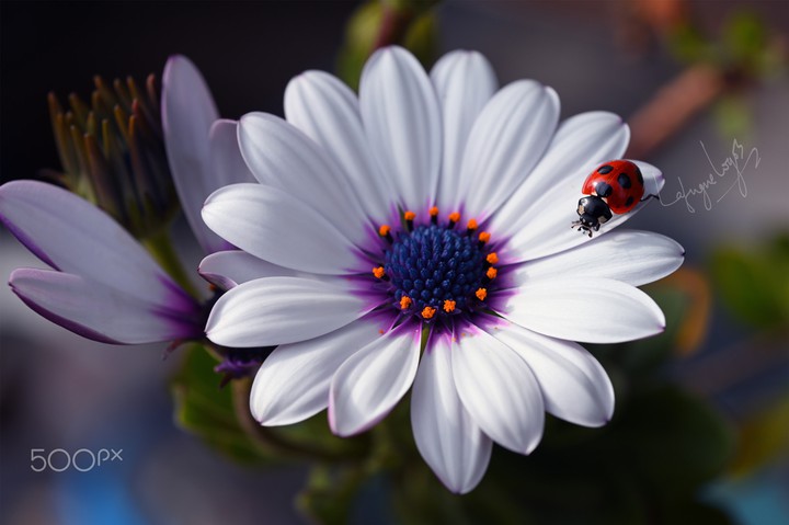 Messenger of spring
