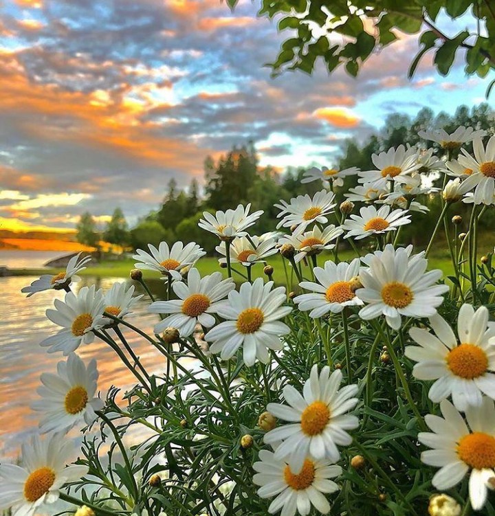 beautiful flowers