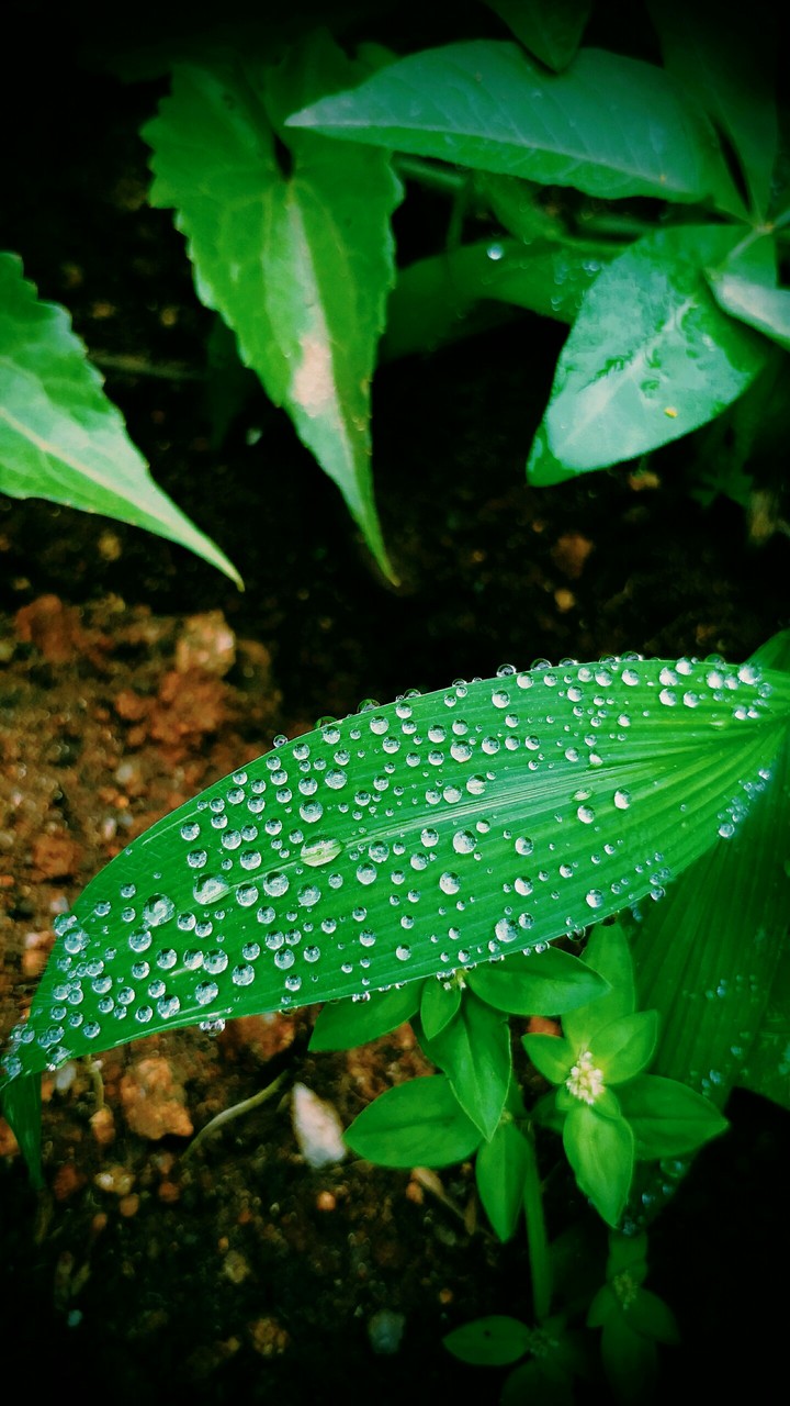 droplets......