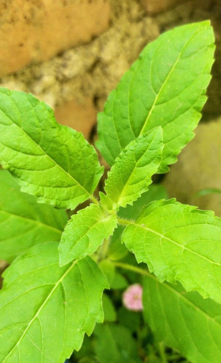 Tulsi