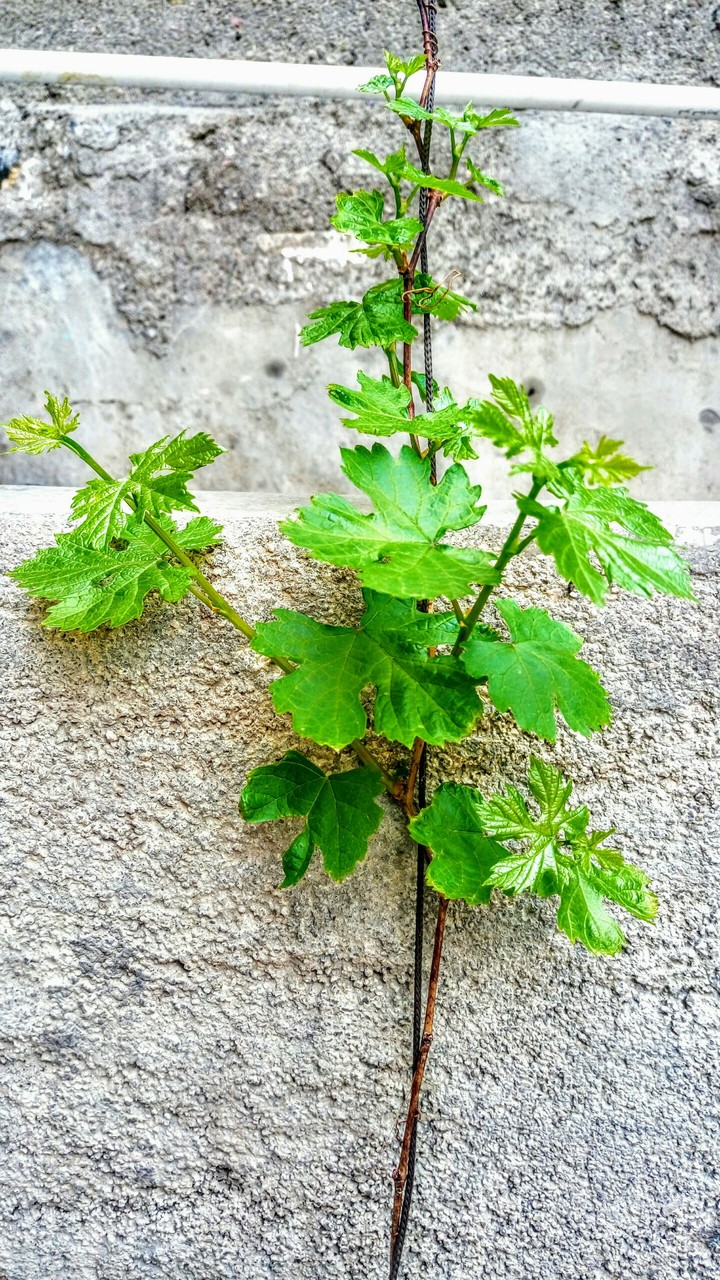 aa