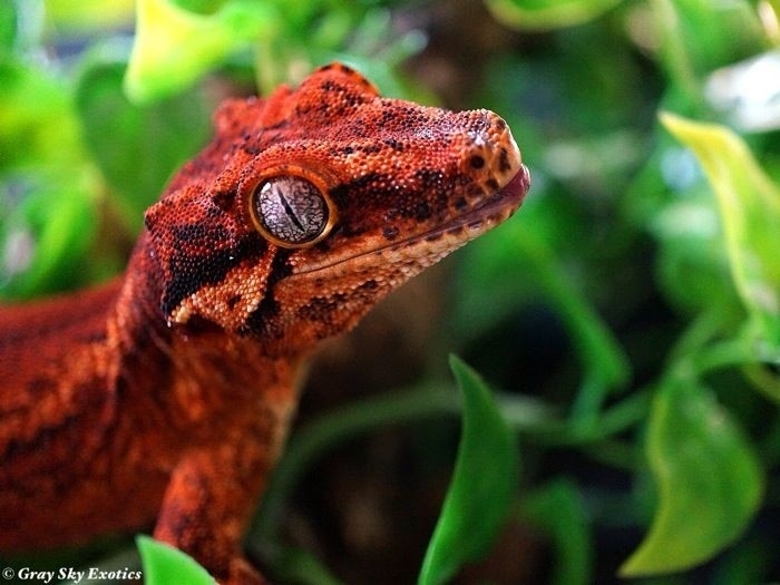 Gargoyle Gekko