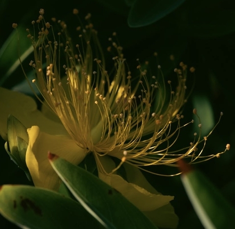 خلفيات closeup, flower