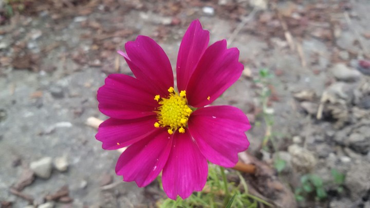 lonely Flower