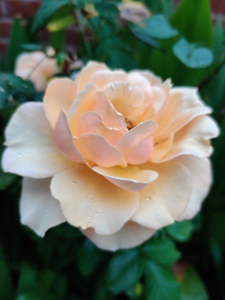 Charming rose