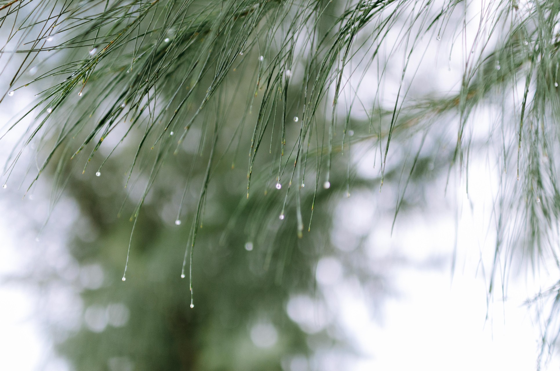 After The Rain