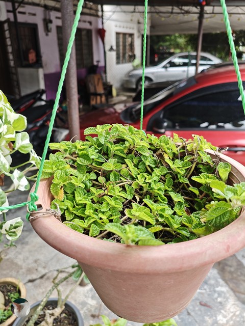 Green_Misi