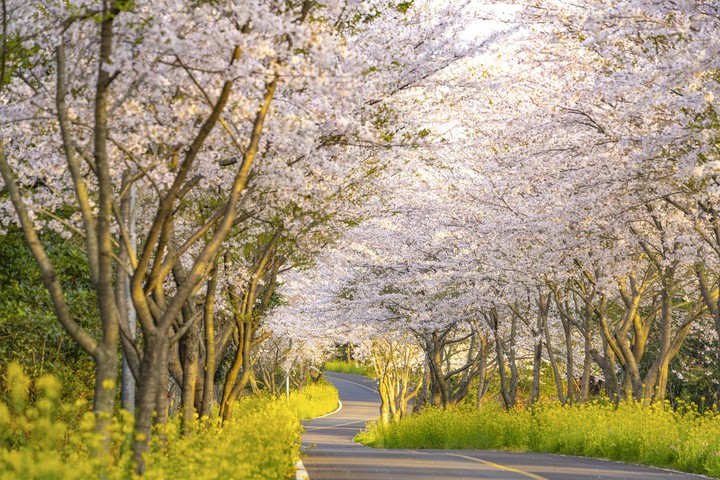 full-blown cherry blossoms in jejuisland3