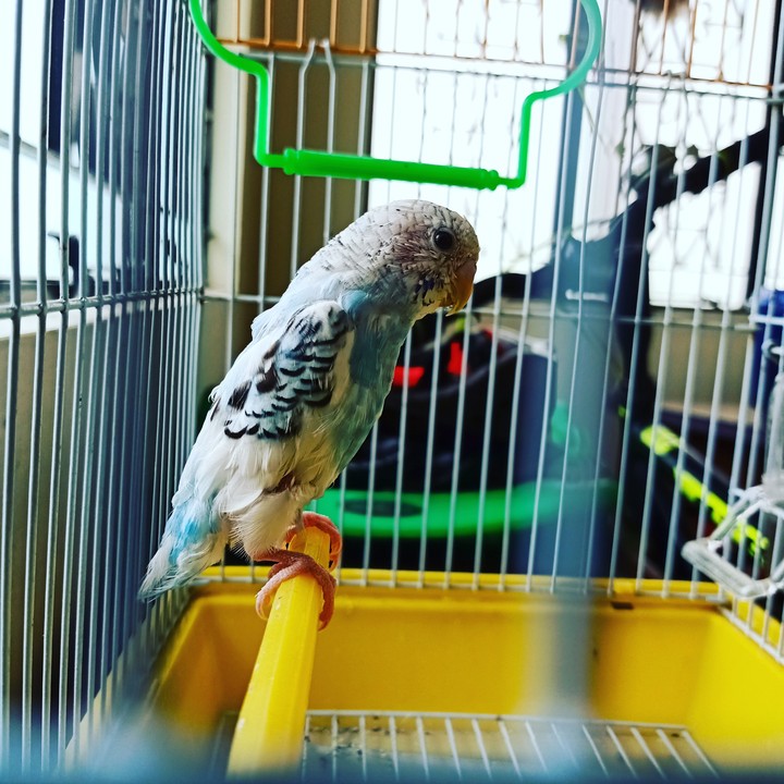Angry bird