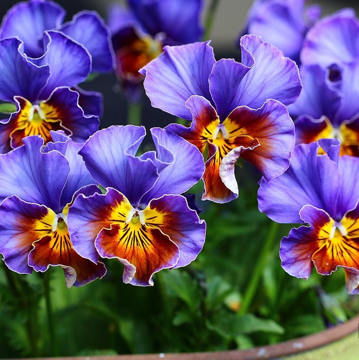 violette