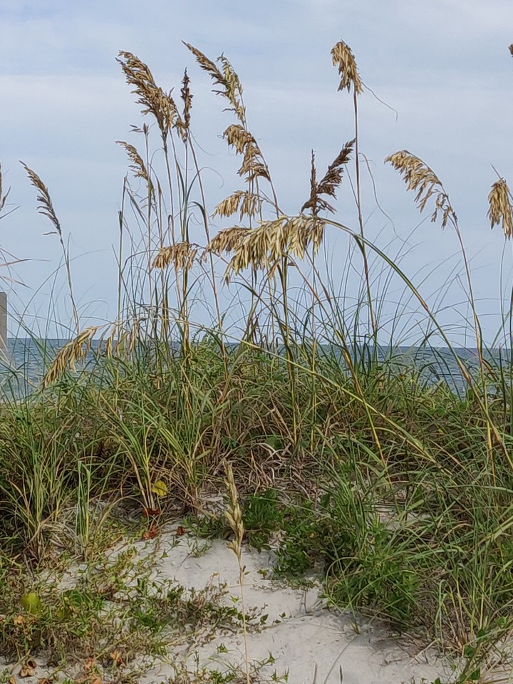 Sea oats