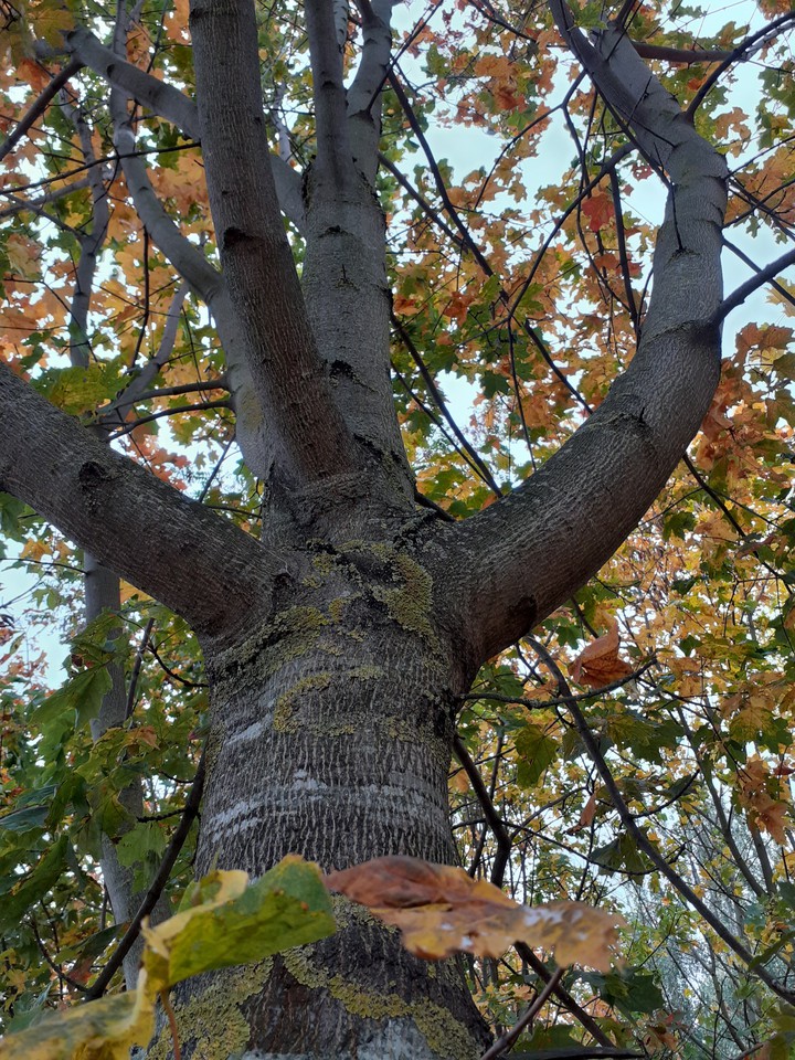 Autumn