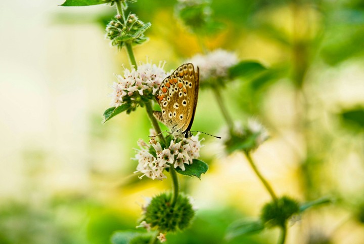 butterfly