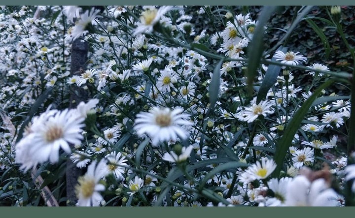 flowers