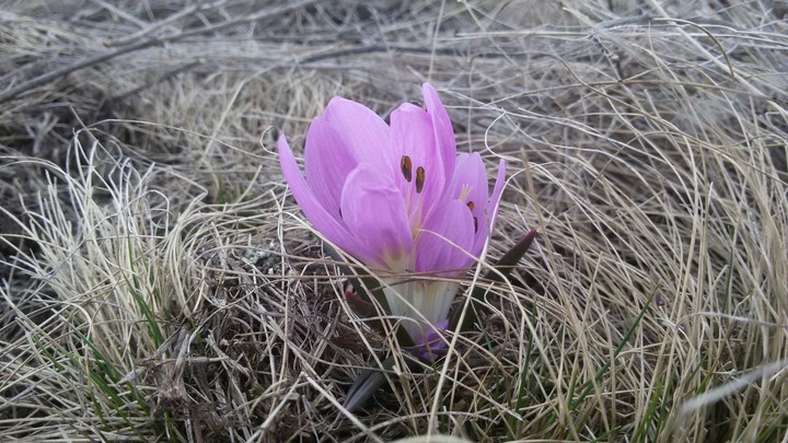 The first flower