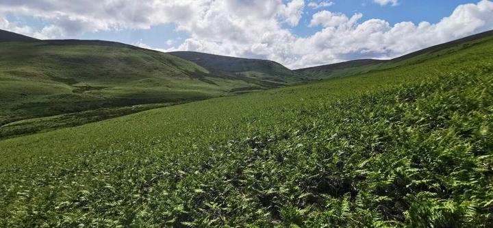 green field