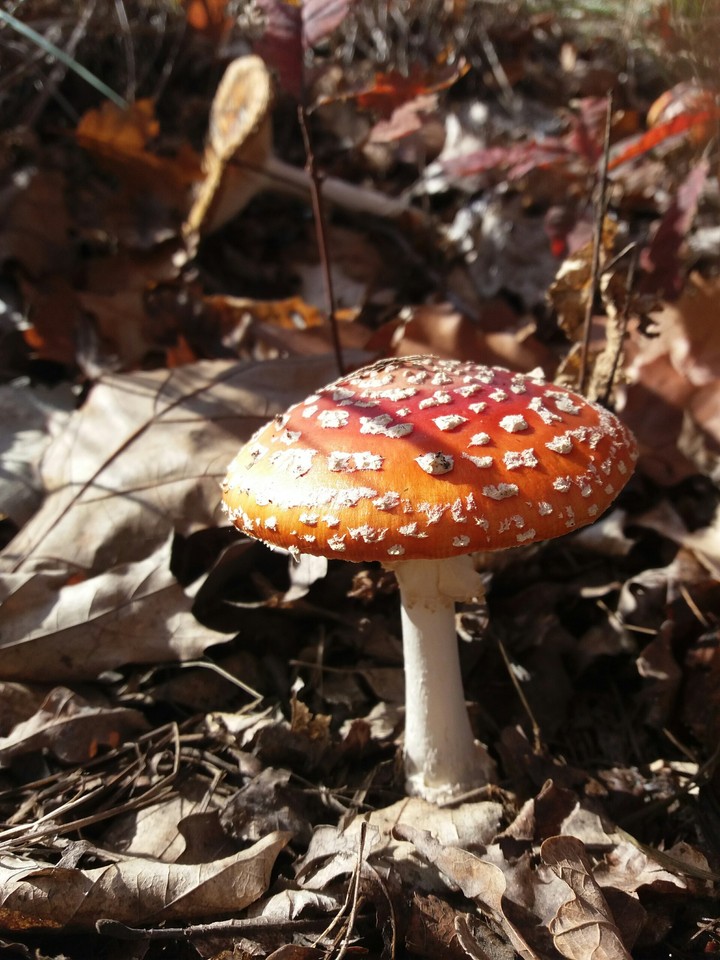 autumn