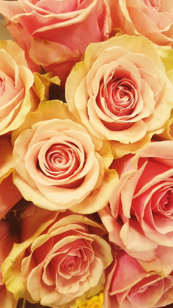 Roses