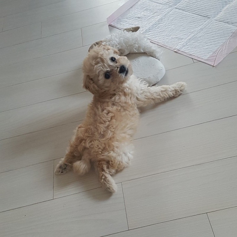 hình nền cockapoo, dog