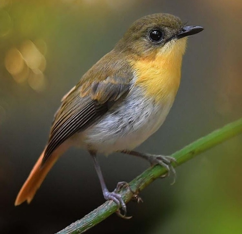 Bird