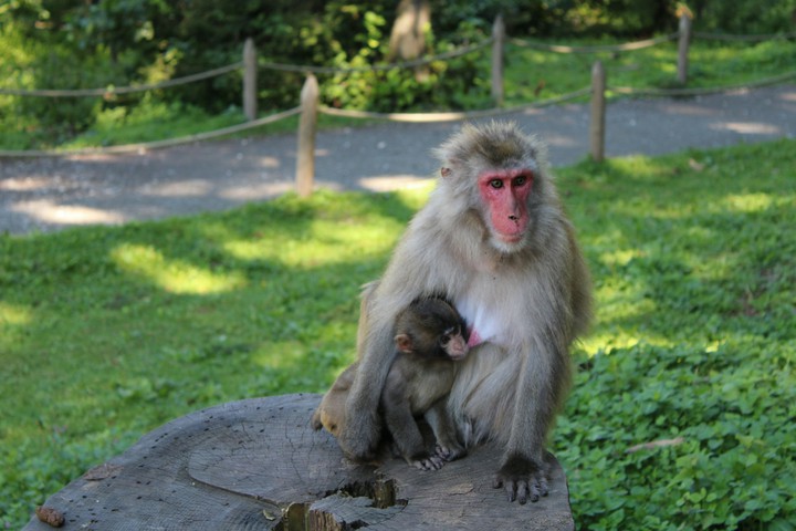 little monkeys