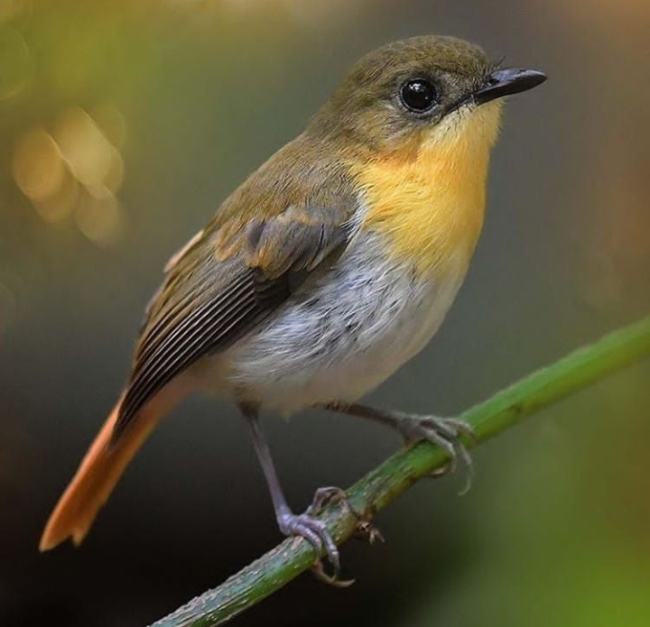 Bird
