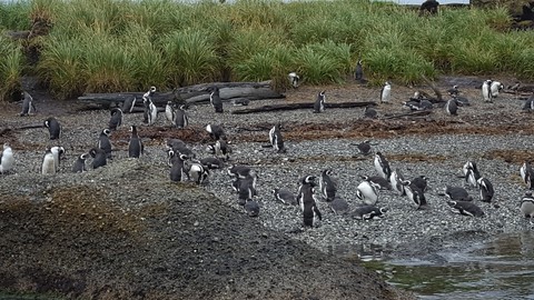 Magellanic Penguins