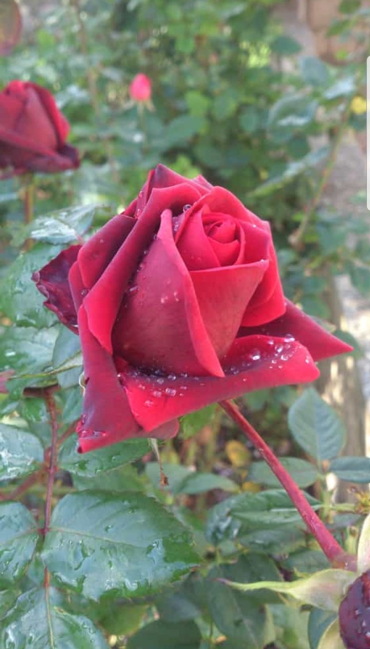 fleur