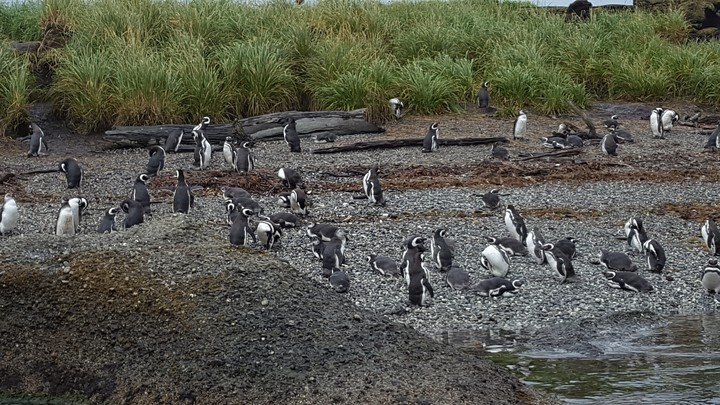 Magellanic Penguins