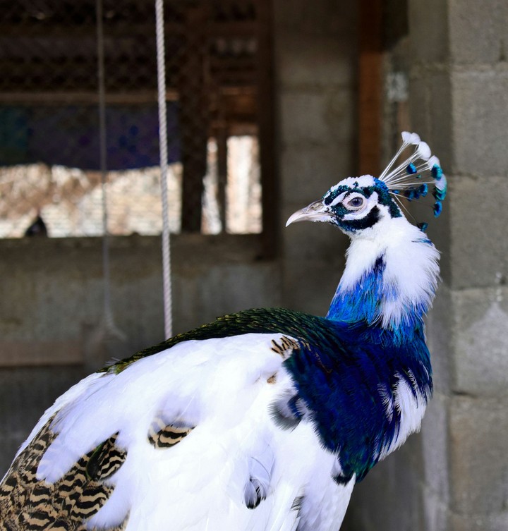the  white - blue  beauty