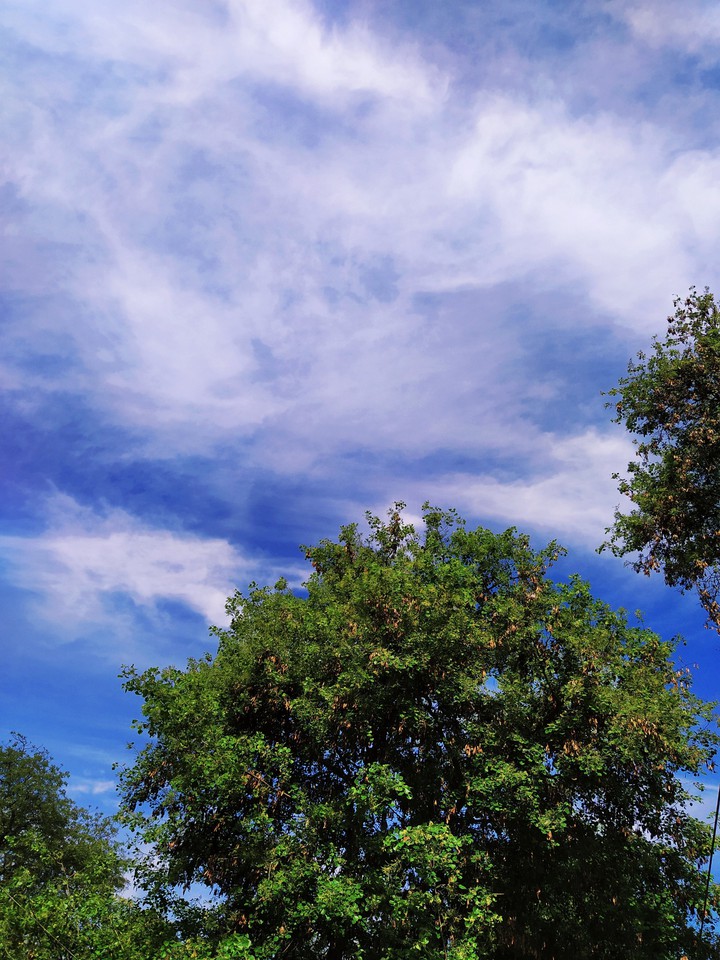 Natural Scene
