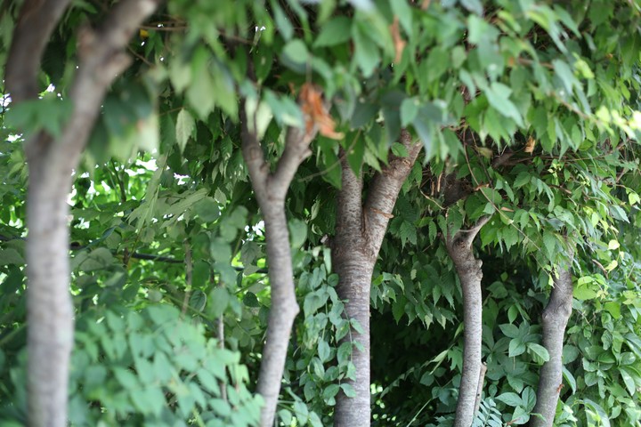 숲