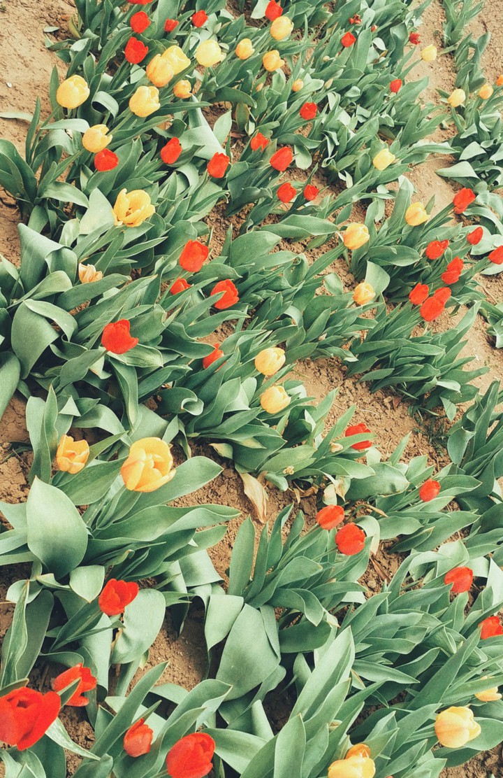 tulips