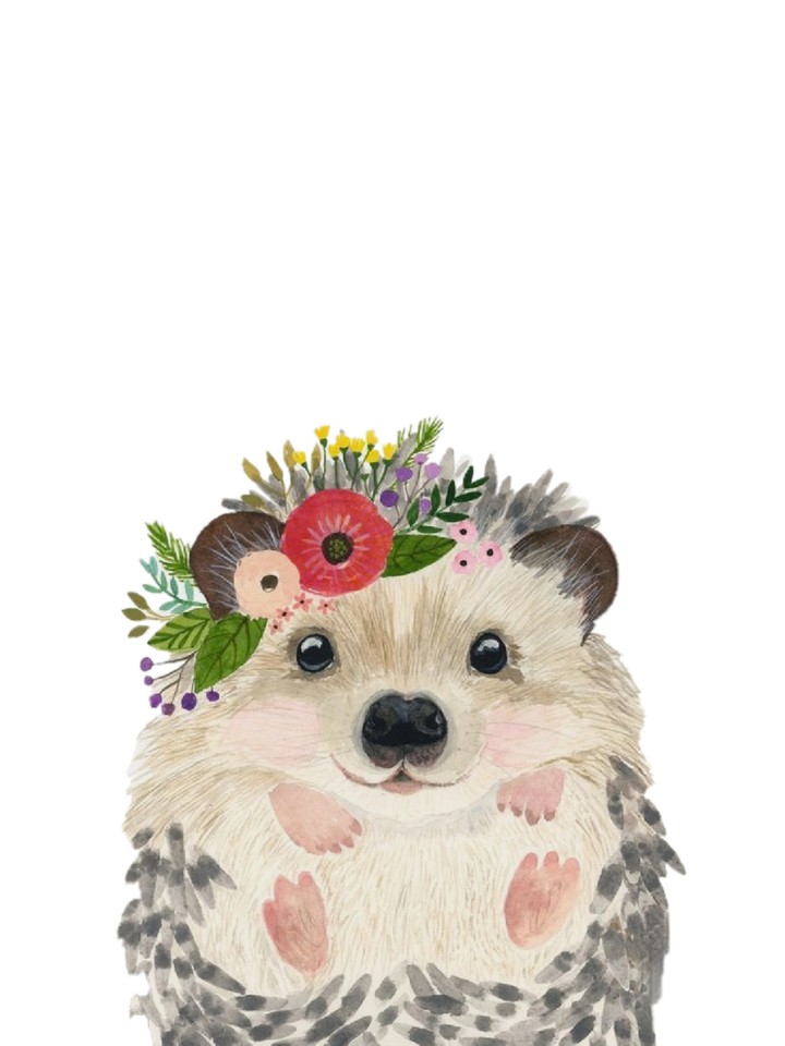 cute sea urchin