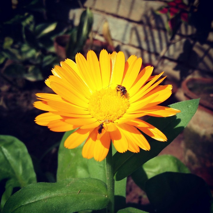 insect on flowers