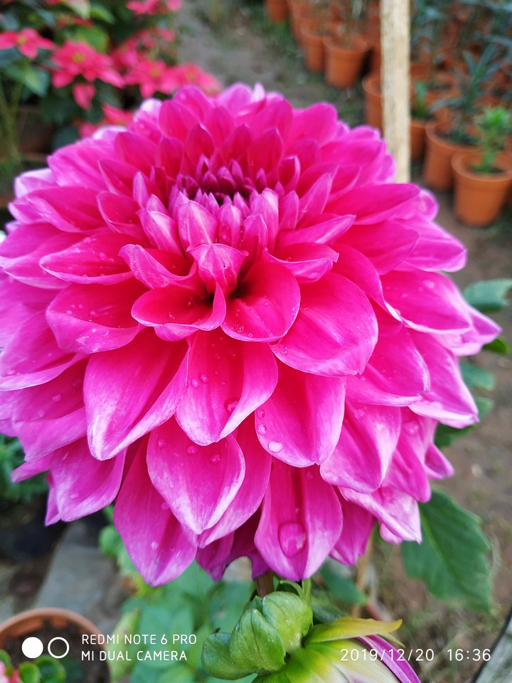 natural beauty