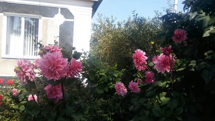 flowers
