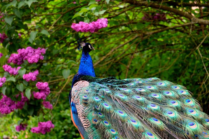 Peacock