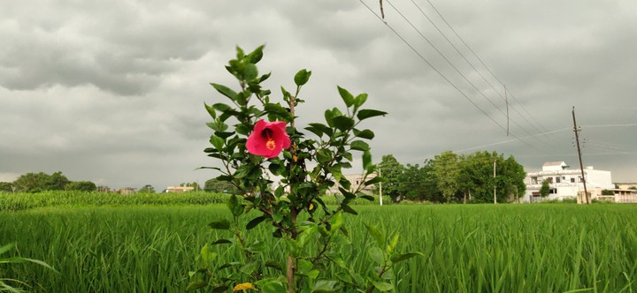 kaint punjab