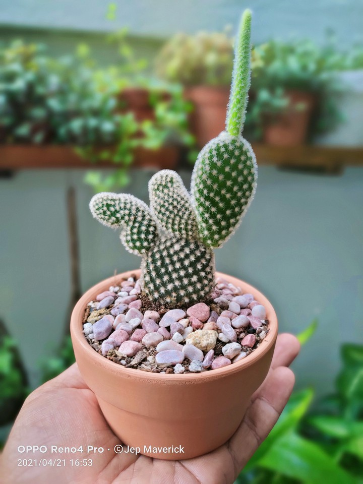 Cactus