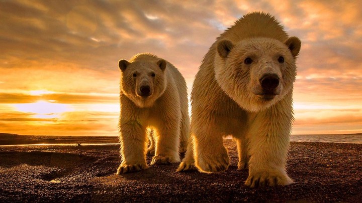 Polar bears