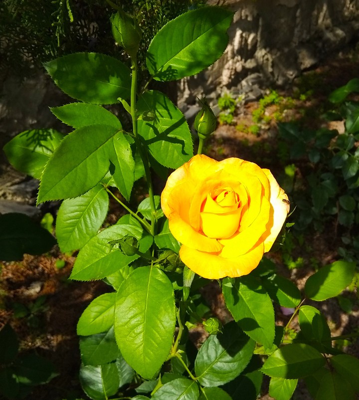 yellow rose 2021