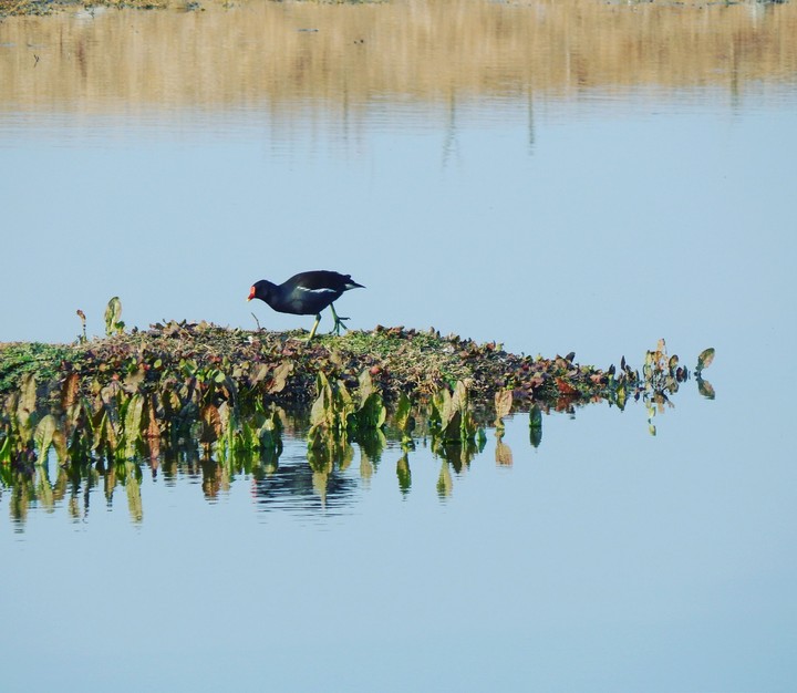 Lake Scene